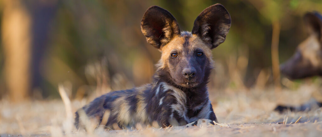 Ruaha National Park