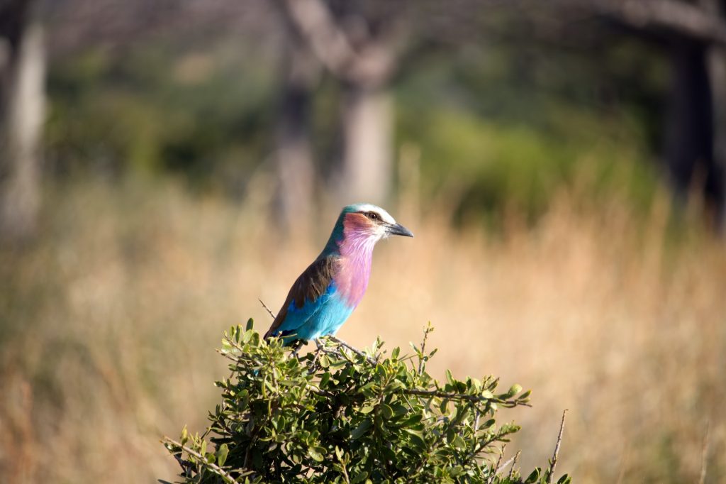 Serengeti National Park