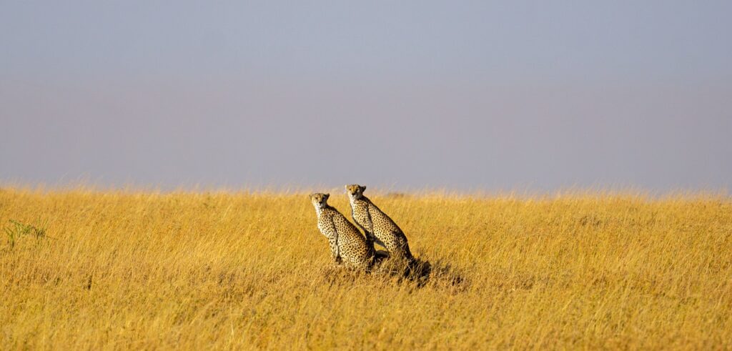 10-Day Safari & Zanzibar,Best of Tanzania