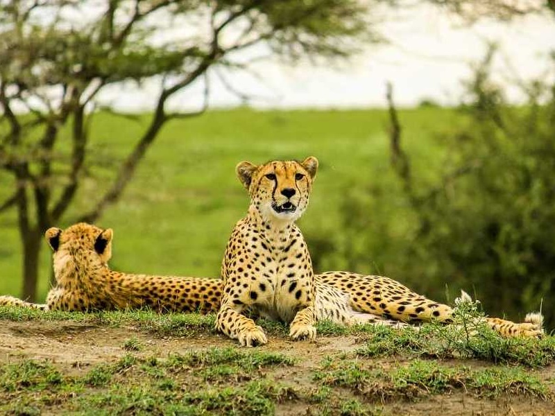 Tarangire National Park