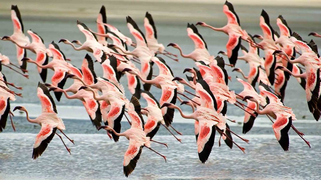 Best of Tanzania,Lake Manyara National Park