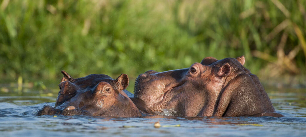 Mikumi National Park