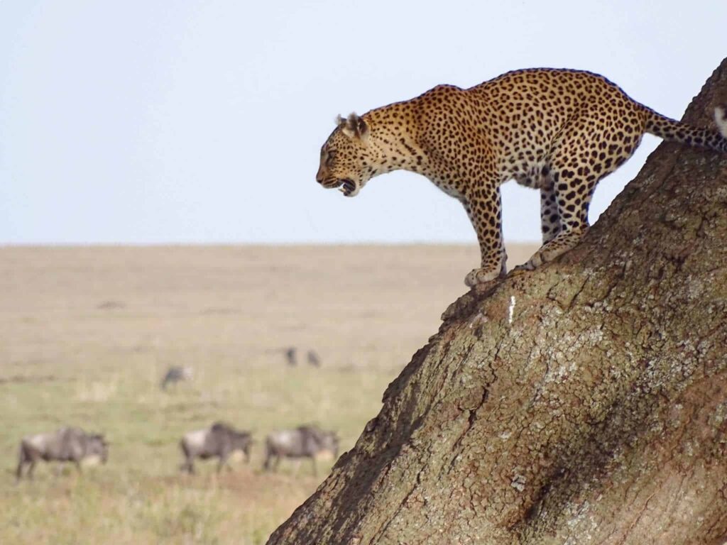 Best of Tanzania