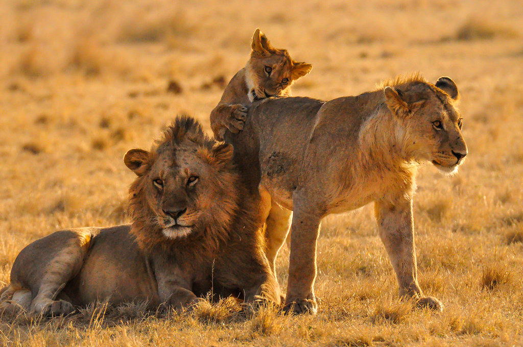 FirstPace African Travel