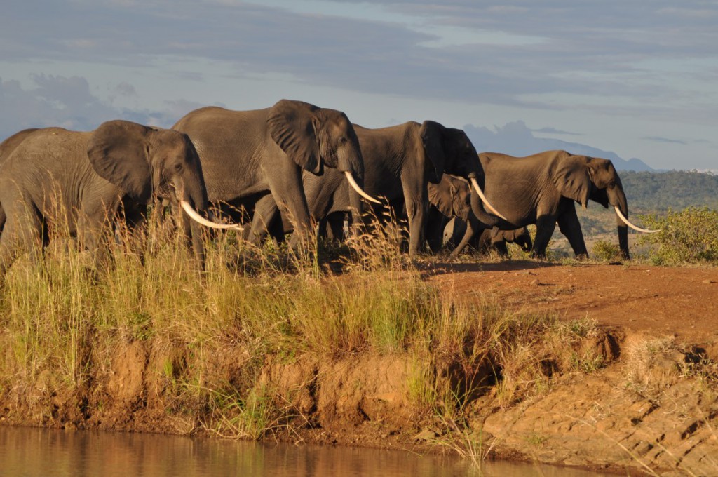 Mikumi National Park