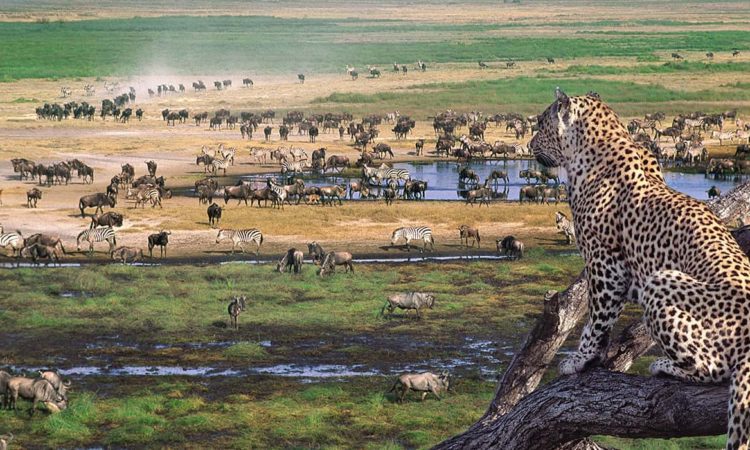 7-Day Wildebeest Migration