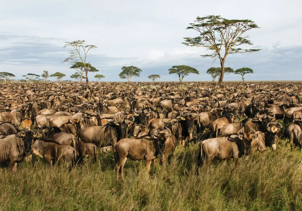FirstPace Africa
