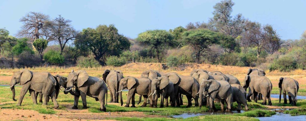 Ruaha National Park