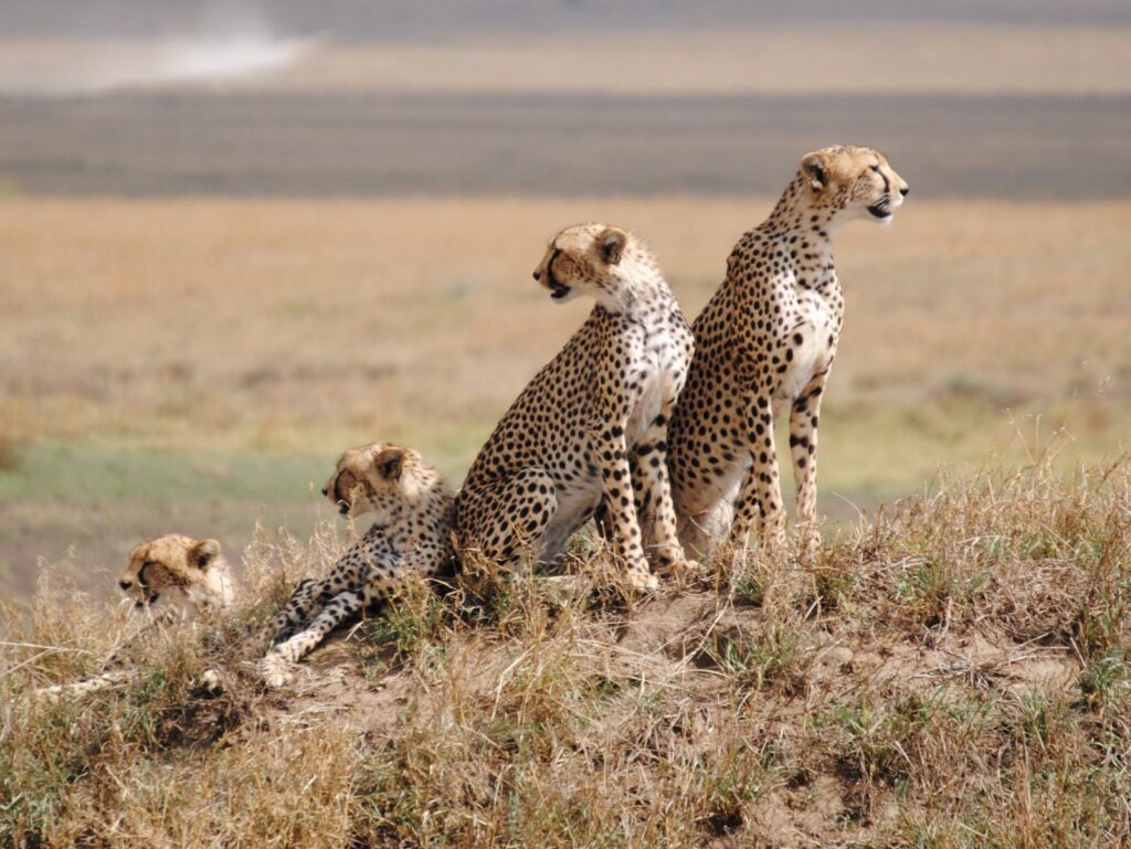 10-Day Safari & Zanzibar