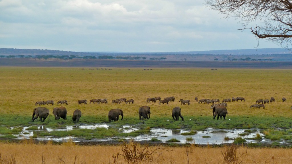 Tarangire National Park