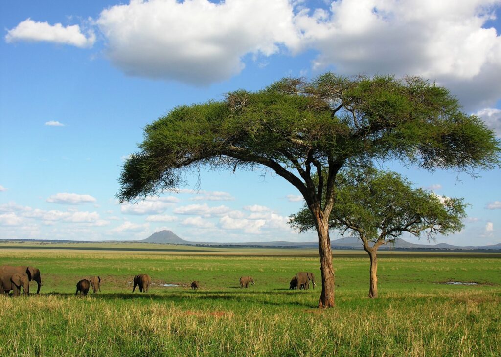 7-Day Wildebeest Migration