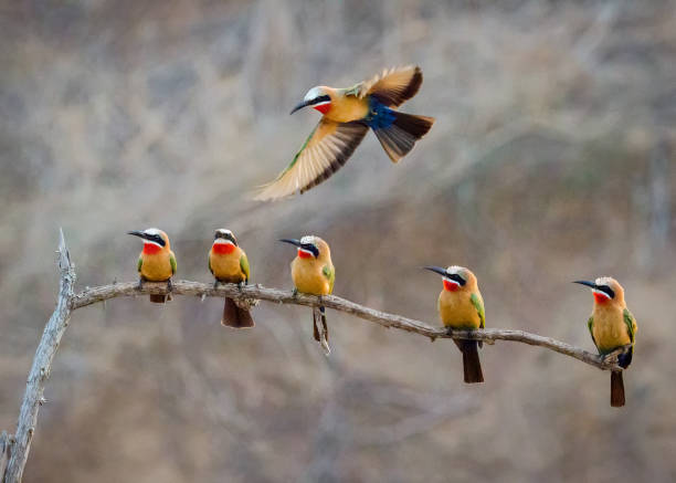 bird watching in serengeti