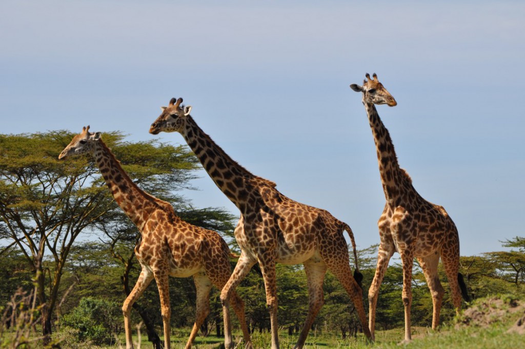 FirstPace African Travel,Serengeti National Park