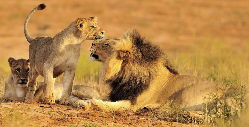 3 Days Serengeti & Ngorongoro,FirstPace African Travel,Mikumi National Park