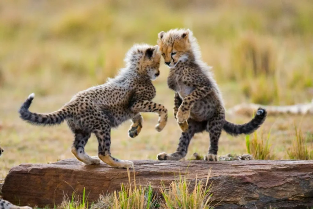 Tanzania Safari