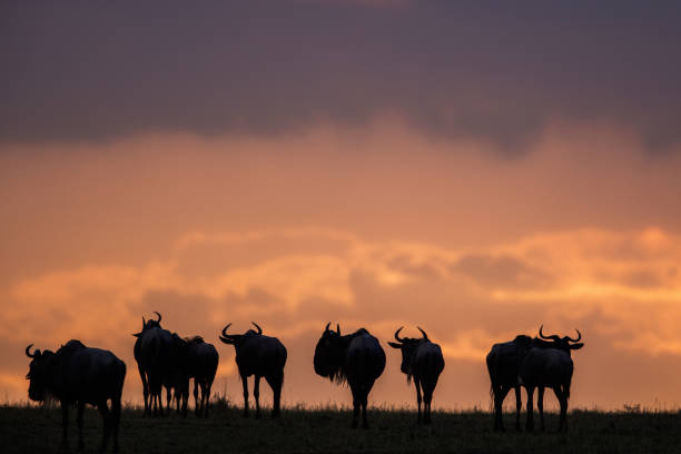 Large group of wildebeest migrating in the wild at sunset. Copy space.