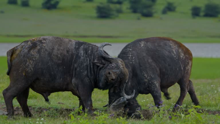 African buffalos clash horns on the grassy meadow,showcasing their raw power of territorial dominance at Tanzania's forest.Shot in 8K Resolution - RED V-RAPTOR 8K S35.