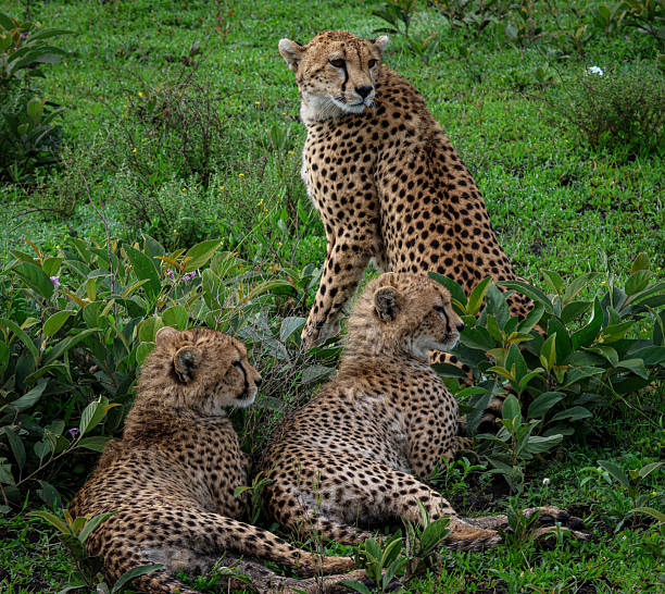 Green season in Tanzania with two cheetah cubs looking away to the right with mother watching