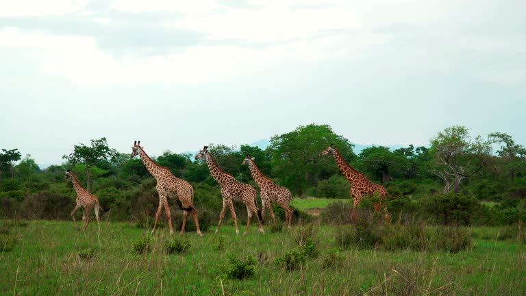A small group of giraffes walk through the African savannah and feed on an overcast day. Mikumi National Park, Tanzania. 4k video.