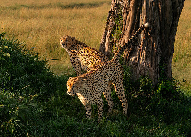 In the heart of Masai Mara, Kenya, two cheetah brothers pause beside an ancient tree, their golden coats glowing in the morning light. One scans the savannah while the other walks forward, capturing a moment of unity and purpose in the wild.
