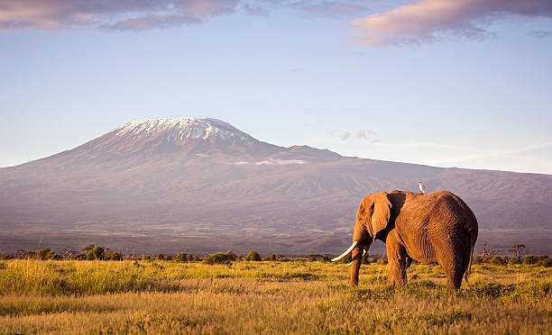 Classic safari scene of a large bull elephant against a Kilimanjaro backdrop at sunrise. Cattle egret visible perched on the elephants back. Amboseli national park, Kenya.