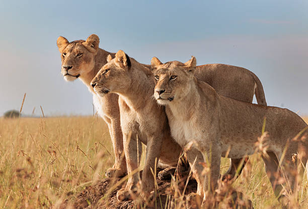 kenya safari image