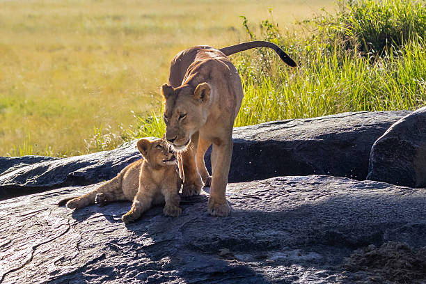 A lioness nuzzles her cub affectionately on a sunlit rock in Serengeti National Park, Tanzania. The moment captures the intimate bond and maternal care within a lion pride, set against the golden grasslands of East Africa’s most iconic wildlife sanctuary.