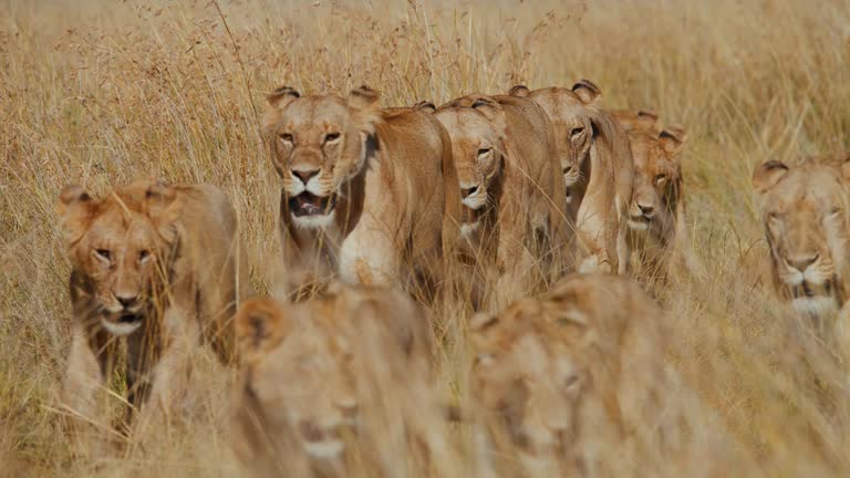 Slow motion pride of young lions walking in sunny tall grass on wildlife reserve,Maasai Mara National Reserve,Kenya,Africa. Shot in 8K Resolution - RED V-RAPTOR 8K VV.