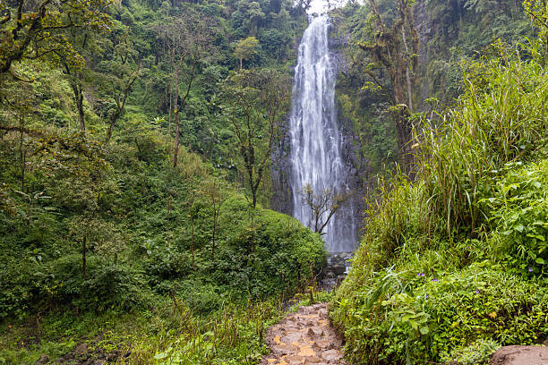 Materuni Waterfall near Moshi with water cascading over volcanic rock into a forest basin on Kilimanjaro slopes. Tropical vegetation, fresh water stream, geology, erosion, Africa travel location, rainforest environment, biodiversity, outdoor nature