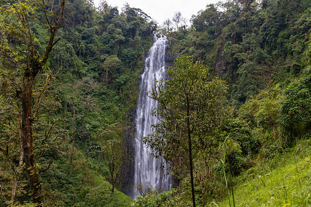 Materuni Waterfall near Moshi with water cascading over volcanic rock into a forest basin on Kilimanjaro slopes. Tropical vegetation, fresh water stream, geology, erosion, Africa travel location, rainforest environment, biodiversity, outdoor nature