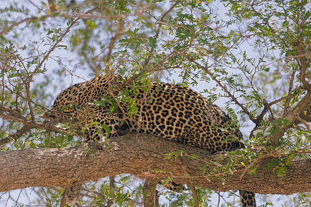 A wild African Leopard (Panthera pardus) resting and sleeping on a horizontal branch of a tree in Mikumi National Park, Tanzania. The big cat is relaxed with its legs hanging down, showcasing natural behavior in the East African savannah.