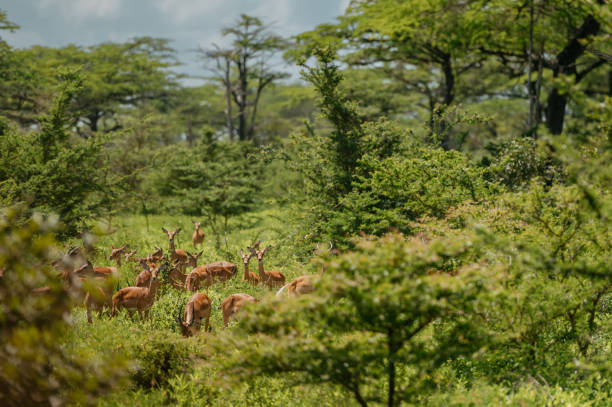 Deer are in their habitat. Deer in savanna. Deer in africa