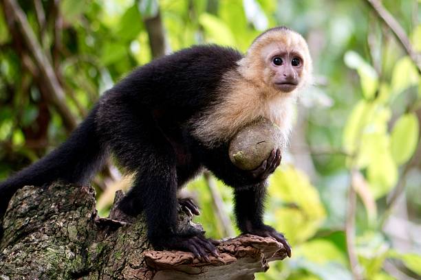White Faced Monkey