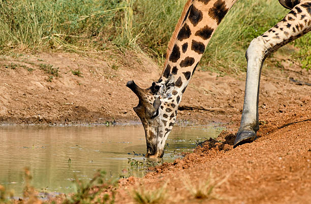 At a quiet African watering hole, a Critically Endangered wild Nubian giraffe lowers its long neck to drink, every movement deliberate and graceful. Perched just above his eye, a vigilant oxpecker bird squaks, the pair forming a quiet alliance in the golden light. In this rare moment, survival and serenity meet—an intimate glimpse of a species fighting to endure.