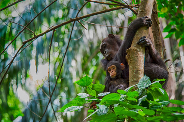 A female Chimpanzee (Pan troglodytes) and her baby sitting on a tree. SHOT IN WILDLIFE in Gombe Stream National Park in Western Tanzania.