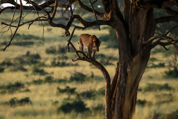 An African Leopard (Panthera pardus pardus) is standing on a thick branch of an Acacia tree in the Savanna of East Africa. Location: Murchison Falls National Park, Uganda.
