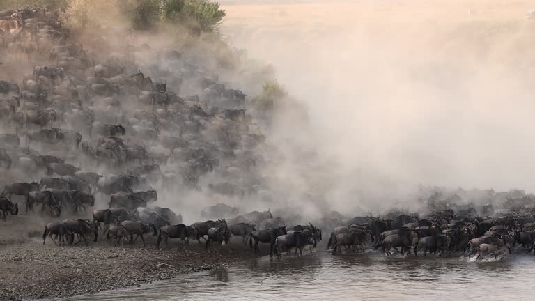 A video clip of the wildebeest migration in Africa