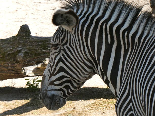 African animals in a zoo. Sunny day.